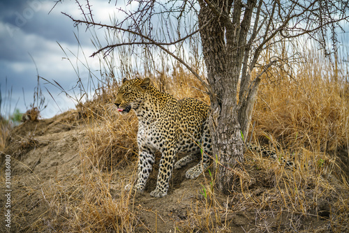 leopard in kruger national park, mpumalanga, south africa 116