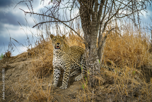 leopard in kruger national park, mpumalanga, south africa 124
