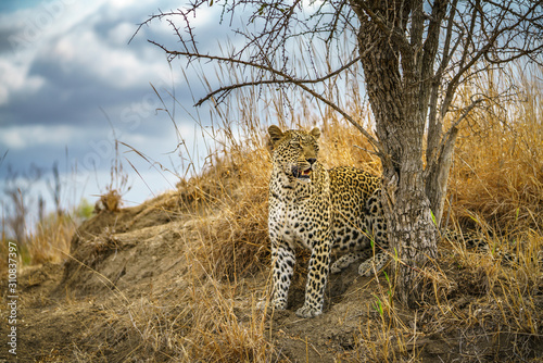 leopard in kruger national park, mpumalanga, south africa 181 © Christian B.