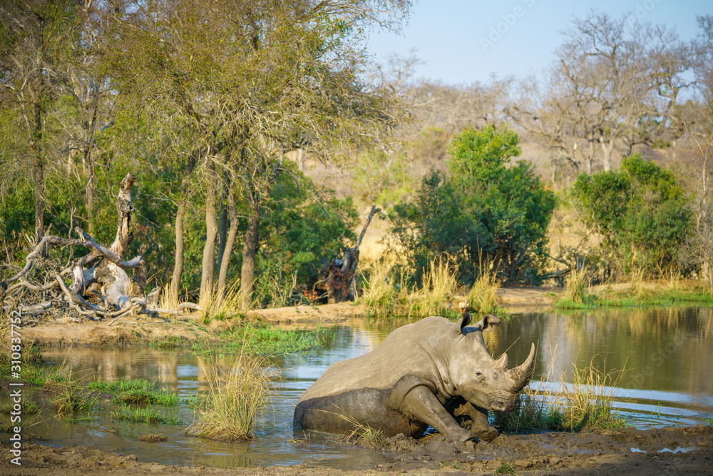 white rhino at a pond in kruger national park, mpumalanga, south africa 42 white rhino at a pond in kruger national park, mpumalanga, south africa 42