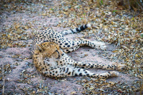 cheetah in kruger national park  mpumalanga  south africa