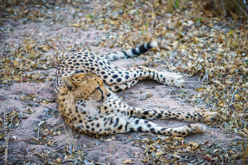 cheetah in kruger national park, mpumalanga, south africa