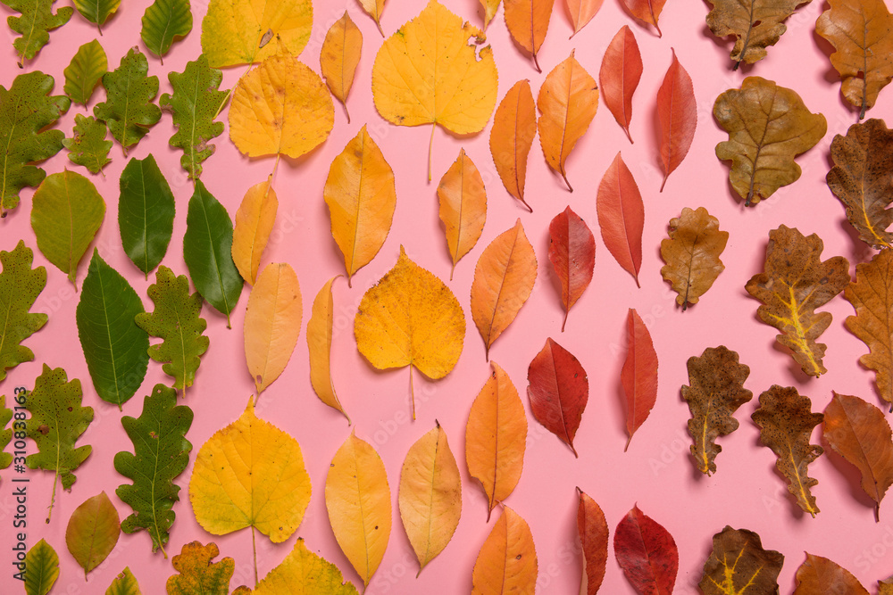 Fototapeta premium Background group autumn orange, green, yellow and brown leaves. with the heart shape cut out in the middle on pink background. Studio shoot. View from above. Horizontal orientation. Copy space