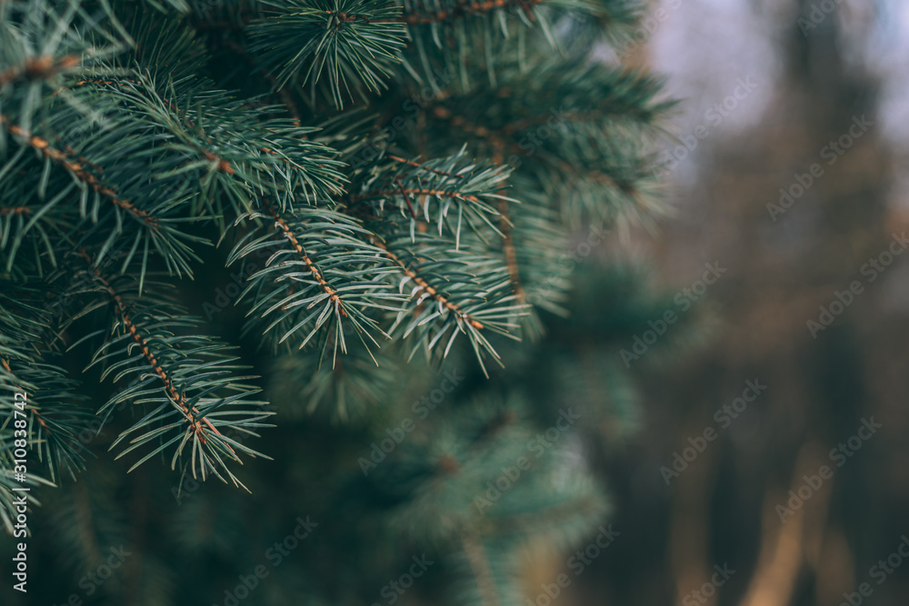 Fluffy branches of a spruce or fir-tree. Christmas wallpaper or postcard concept.  Close-up.