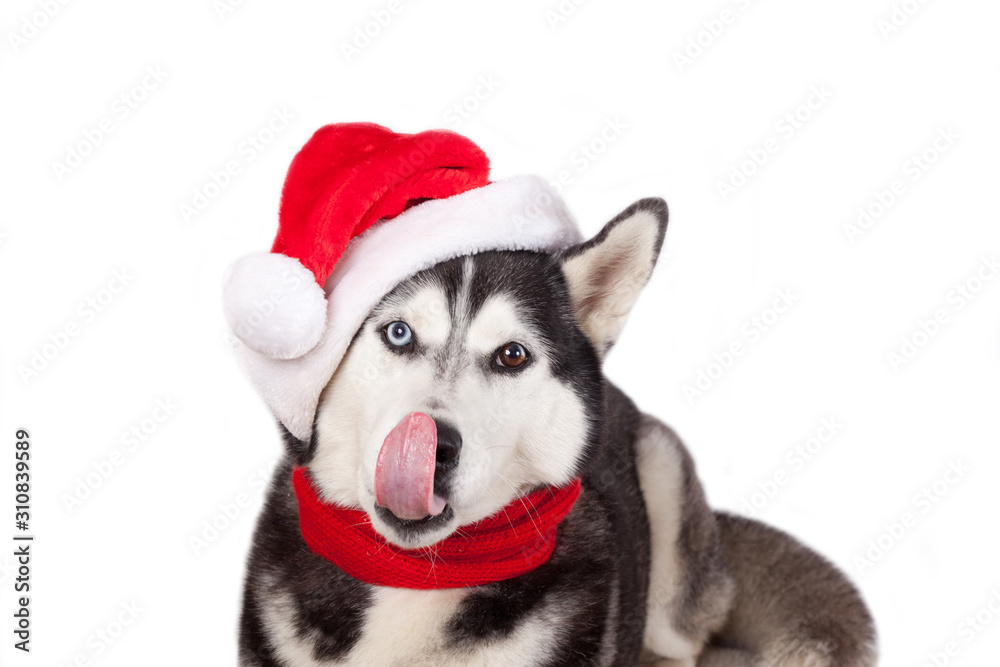 Dog breed siberian husky in red santa claus hat isolated in white licks nose
