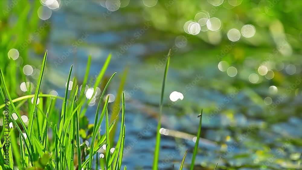 green grass. 4K. FULL HD, 4096x2304.