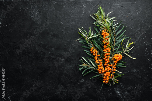 Fresh sea buckthorn berries on a twig. Top view. Free space for your text.