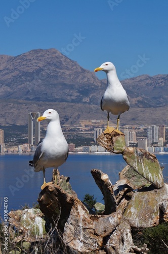 Bird Watching