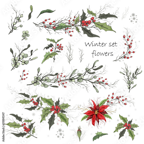 Set of winter flowers (poinsettia, white mistletoe, Holly) isolated on a white background. realistic hand-drawn doodles, colorful ornaments, decorations for seasonal cards, posters, advertising.