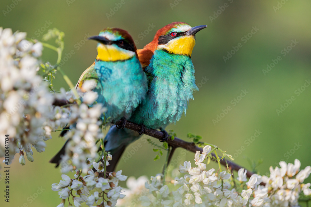 beautiful birds in spring on a flowering branch