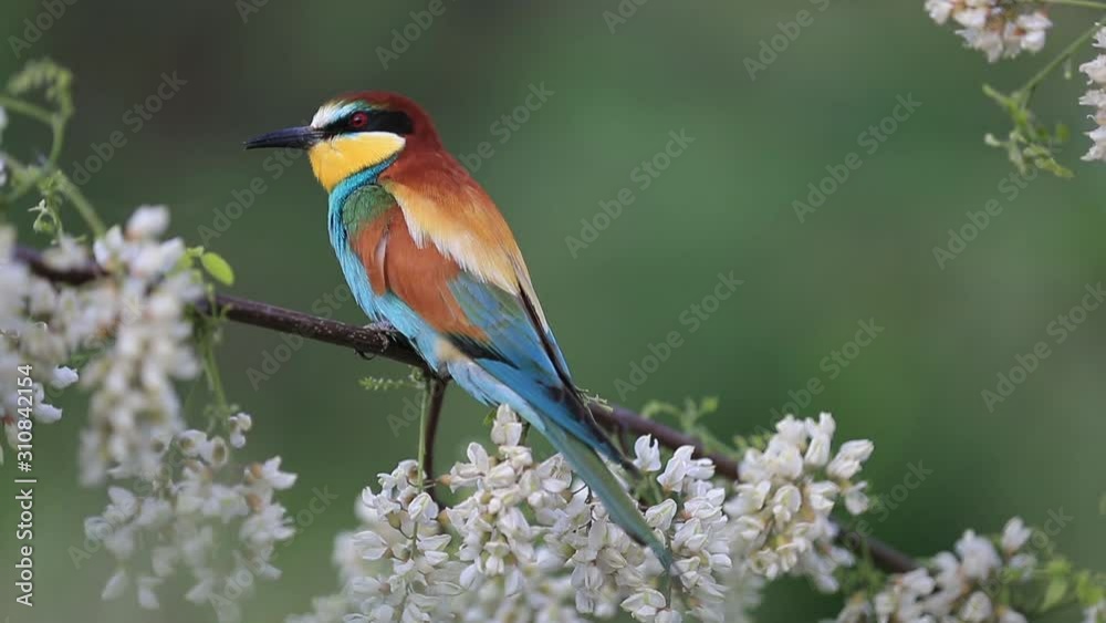 beautiful colored bird sits on a branch of a flowering tree