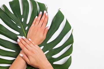 Stickers Manicure Manicure handen op monstera bladeren  © Diana Vyshniakova