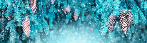 Background of Christmas tree branches with fir cones and snow.