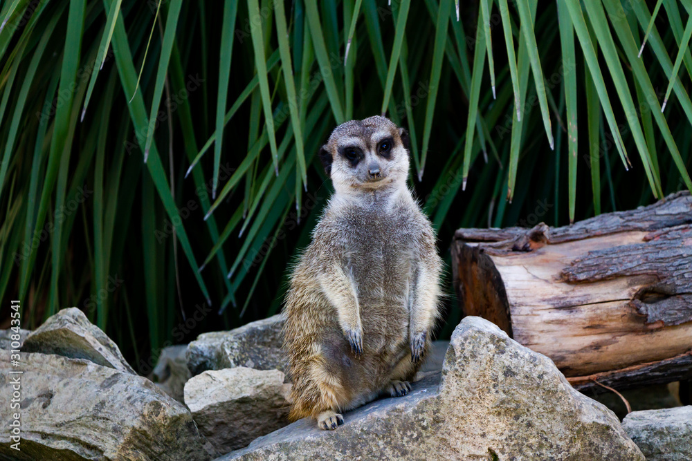 Fototapeta premium Suricate
