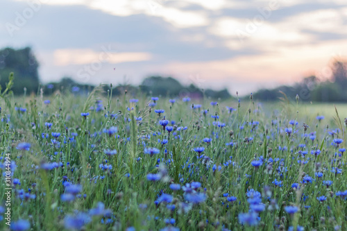 cornflower field in spring at sunset