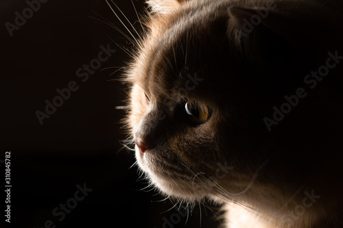 Red cat stares in surprise in the backlight against a dark background