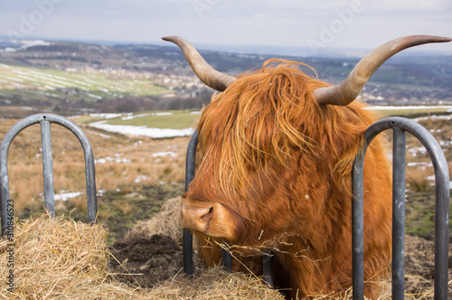 Close up of Highland Cow eating straw from cattle feeder