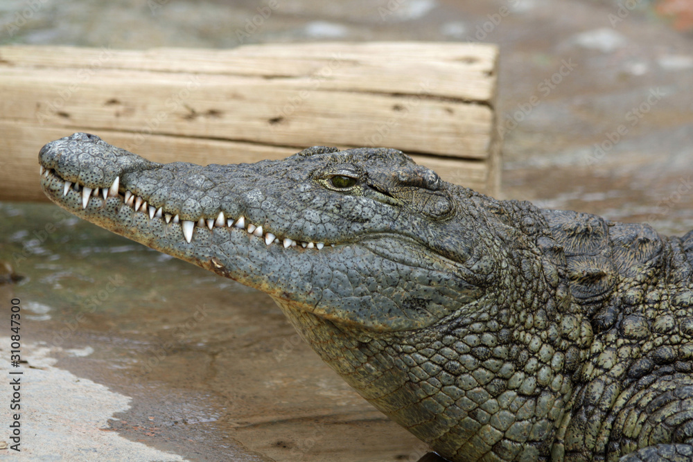 Obraz premium Stumpfkrokodil