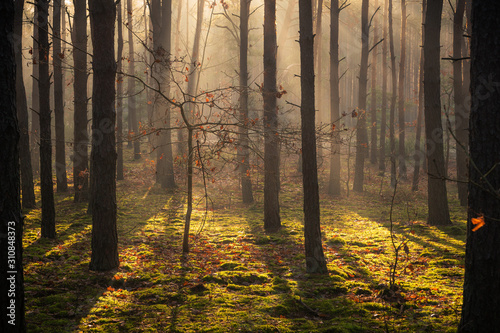 Autumn forest on a foggy and sunny day  Chojnowski Landscape Park  Poland