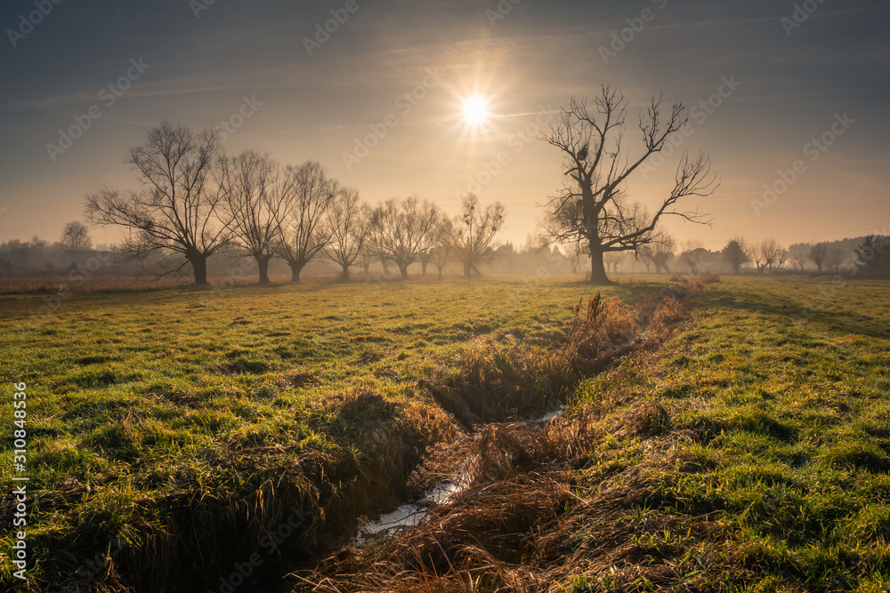 Landscape with willows and river on a foggy and sunny day, Chojnowski Landscape Park, Poland