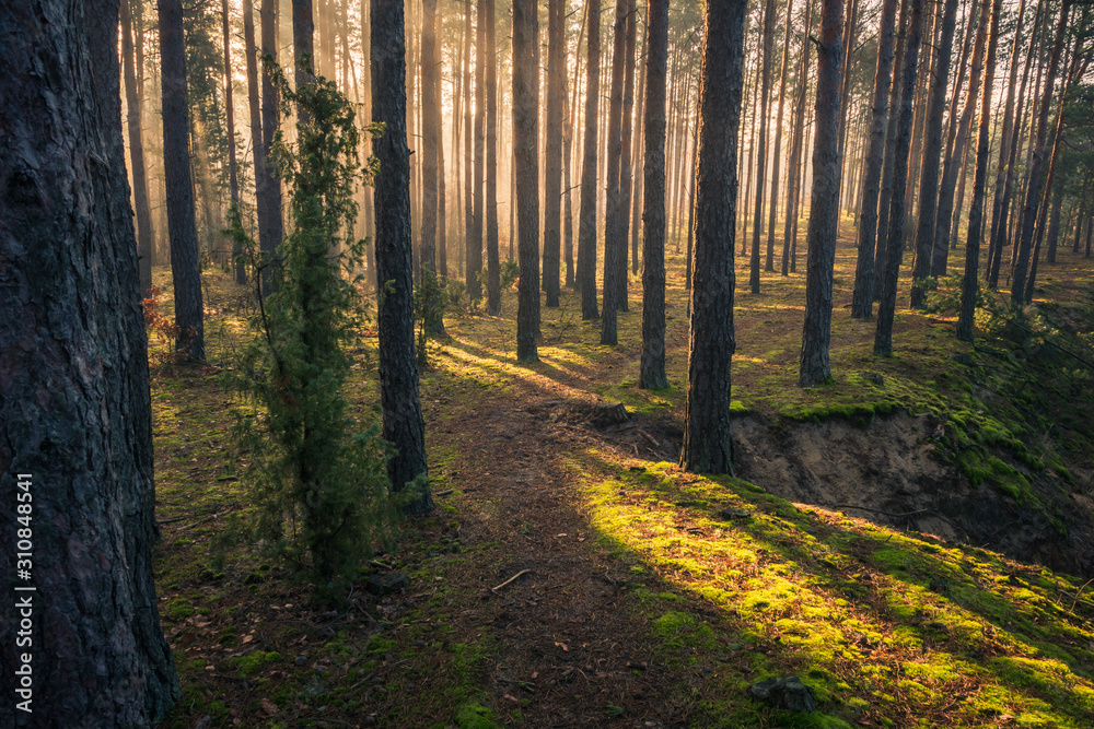 Autumn forest on a foggy and sunny day, Chojnowski Landscape Park, Poland