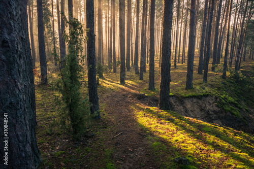 Obraz na płótnie Autumn forest on a foggy and sunny day, Chojnowski Landscape Park, Poland w salonie
