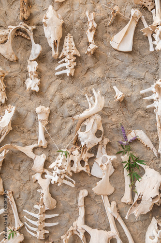 Obraz na plátne Closeup top view of many real bones and sculls of dead animals