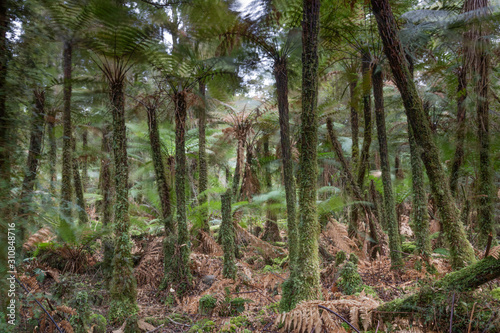 Katote Ferns on the Monroe Beach Track New Zealand