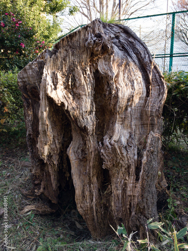 A cherry tree 40 years after logging. The stump looks lonely or ugly. A park in Takakura-cho, Hachioji, Tokyo, Japan. photo