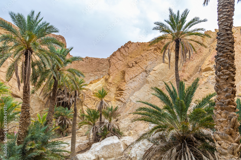 Beautiful green mountain oasis in Tunisia. Chebika oasis in Tozeur Governorate. Horizontal color photography. Beautiful green mountain oasis in Tunisia. Chebika oasis in Tozeur Governorate. Horizontal color photography.