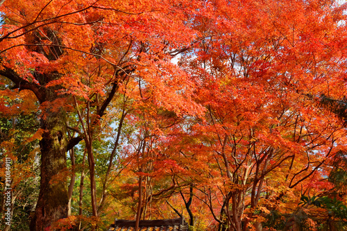 蓮華寺の紅葉 © U.G. Miyasaka