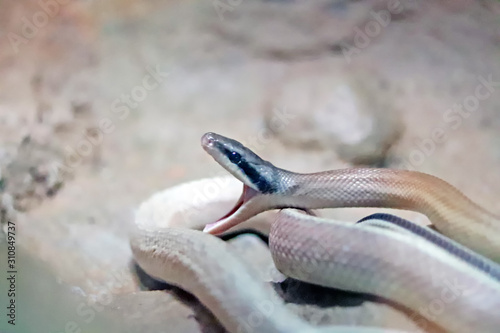 Snake open mouth on floor background