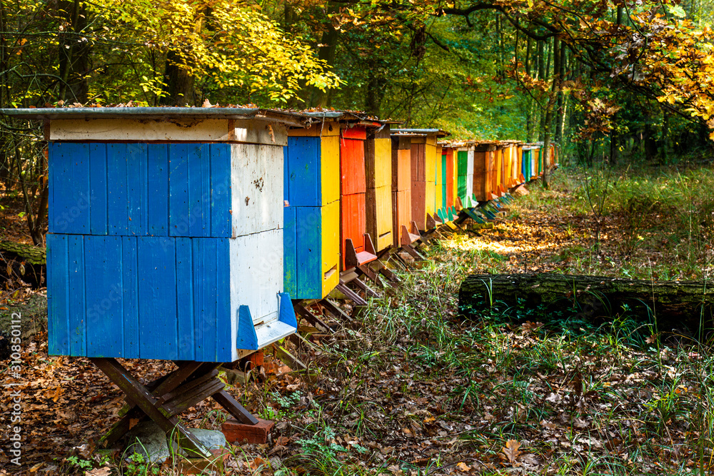 Colorful bee-hives in the forest - obrazy, fototapety, plakaty 