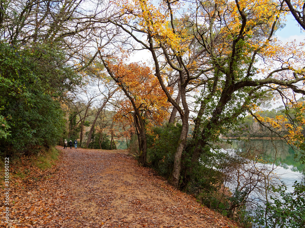 Naklejka premium Lac de Carcès ou Sainte Suzanne en Provence verte. Sentier de randonnée autour du lac, bordé de hauts arbres et végétation de garrigue aux couleurs d'automne