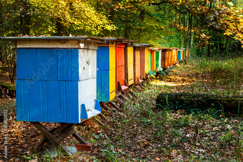 Colorful bee-hives in the forest
