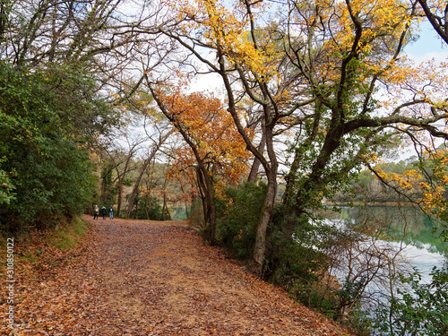 Lac de Carc  s ou Sainte Suzanne en Provence verte. Sentier de randonn  e autour du lac  bord   de hauts arbres et v  g  tation de garrigue aux couleurs d automne