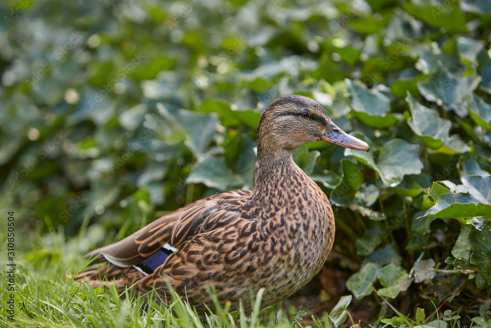Close up of mallard female wild duck Close up of mallard female wild duck