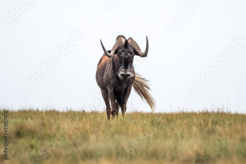 Fototapeta Naklejka Na Ścianę i Meble -  Black Wildebeest / Weißschwanzgnu in Drakensberg, Südafrika
