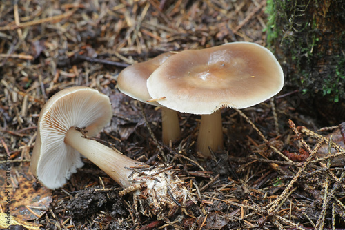 Rhodocollybia asema (Rhodocollybia butyracea f. asema), known as butter cap, wild mushrooms from Finland