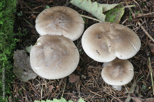 Clitocybe nebularis, known as the clouded agaric or cloud funnel, wild edible mushrooms from Finland