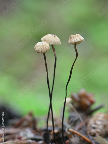 Marasmius wettsteinii, a parachute mushroom from Finland