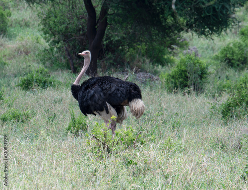 Ostrich in safari, Tanzania