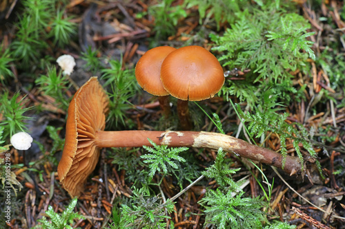 Cortinarius gentilis  known as conifer webcap  wild mushrooms from Finland