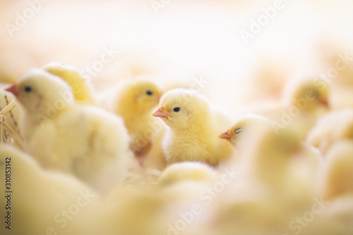 Stampa su tela Baby chicks at farm