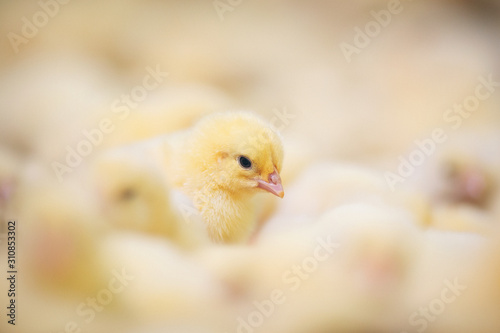 Baby chicks at farm © Aleksandar