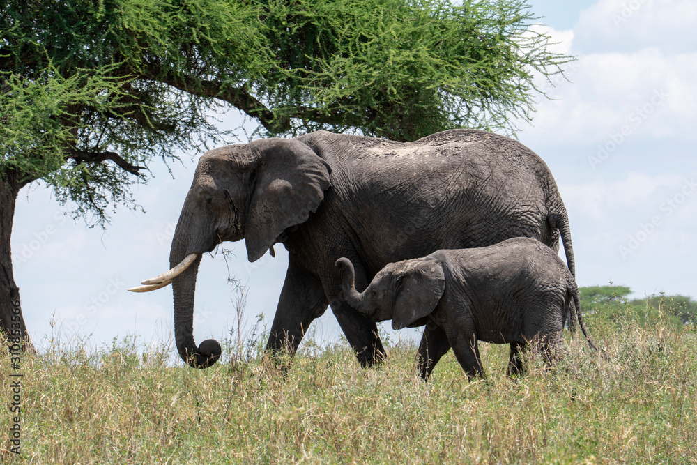 Fototapeta premium African elephant in the wild in the savannah in africa.