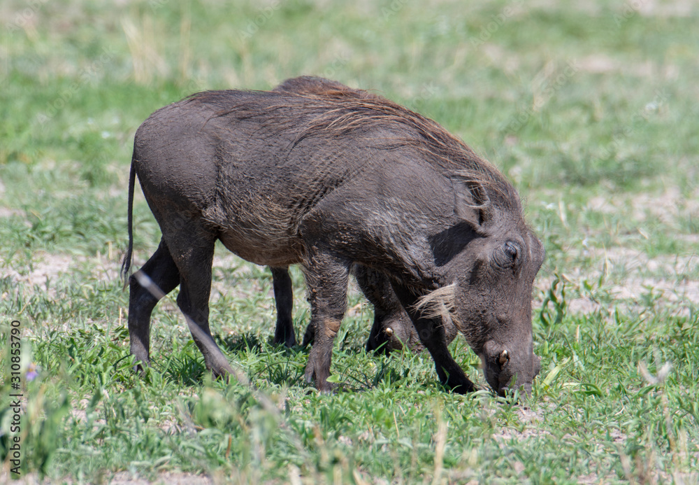 Warthog (Phacochoerus africanus) Tanzania Warthog (Phacochoerus africanus) Tanzania