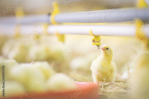 Fototapeta Baby chicks at farm