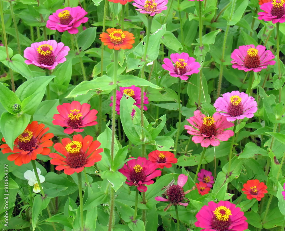 Zinnia (Latin Zínnia, a rarer version of the Russian name - Zinia) is a  genus of annual and perennial herbs. Zinnias are very widely used for  flower decoration as ornamental plants. foto