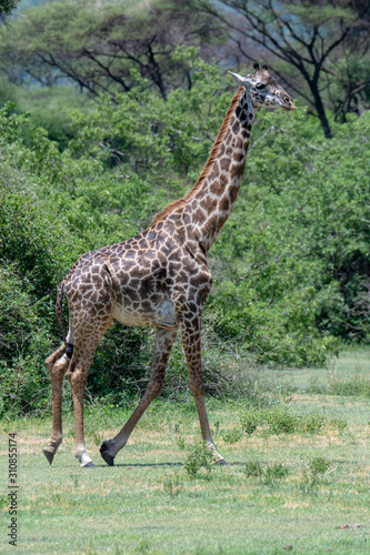Giraffe animals in safari - Tanzania